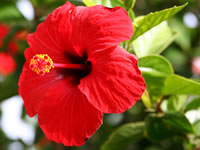 Hibiscus rosa-sinensis